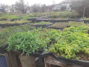 Article : Le micro jardinage, une alternative bien citadine